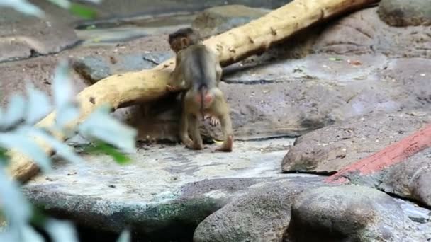 Молодой макак весело в зоопарке . — стоковое видео