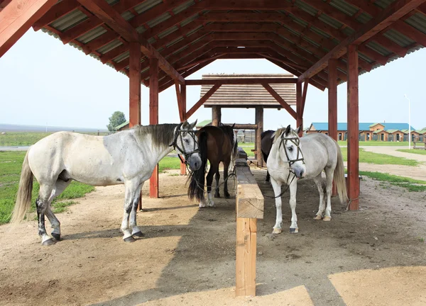 Chevaux en laisse sous la verrière . — Photo