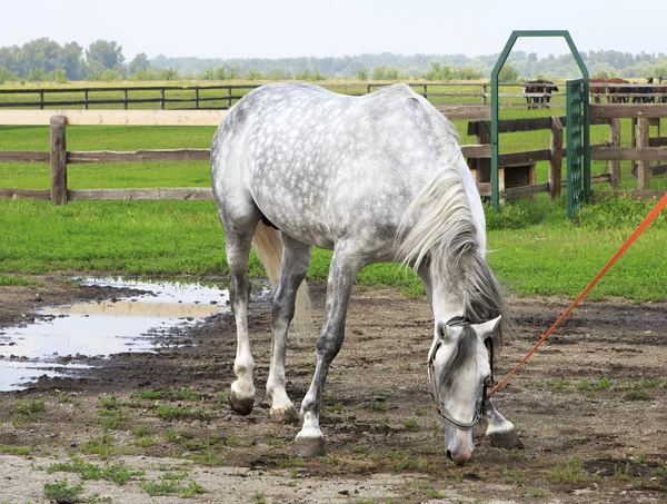 Frumoasa rasa de armasar Orlov (Orlov Trotter ). — Fotografie, imagine de stoc