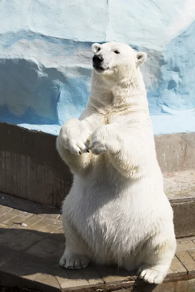 Śmieszne niedźwiedzia polarnego, siedząc na łapach — Zdjęcie stockowe