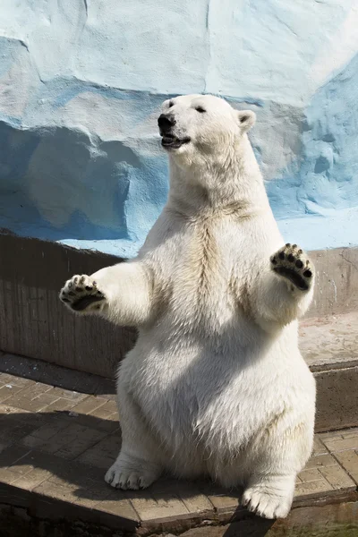 坐在它的后腿上的北极熊 — 图库照片