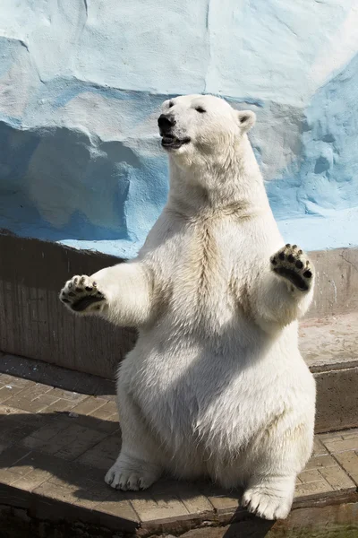 Polar bear zittend op zijn achterpoten Stockfoto