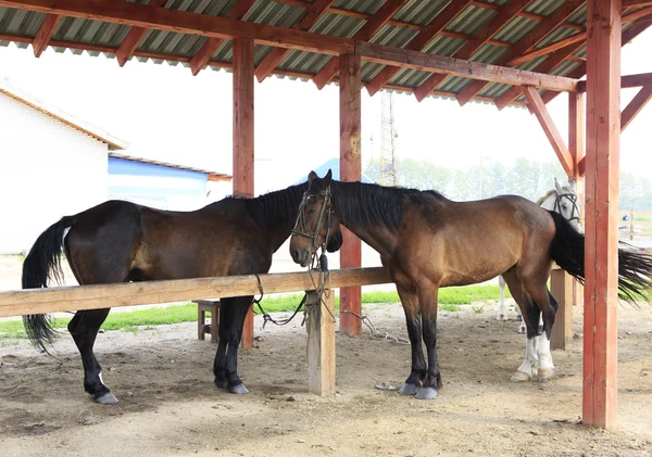 Chevaux en laisse sous la verrière . — Photo