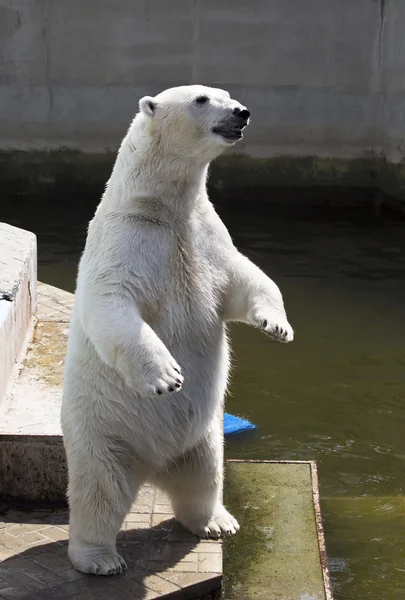 Isbjörn står på bakbenen. — Stockfoto