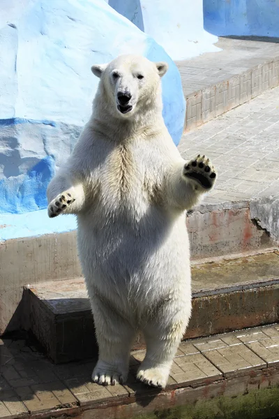 Urso polar em pé sobre as patas traseiras. — Fotografia de Stock