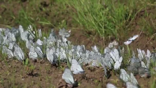 Zwart-groen geaderde witte vlinders (aporia crataegi) water drinken. — Stockvideo