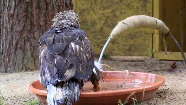 흰 꼬리 독수리 무료을 깰 하려고 하는. — 비디오