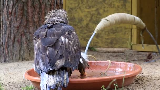 Águila de cola blanca está tratando de liberarse . — Vídeo de stock