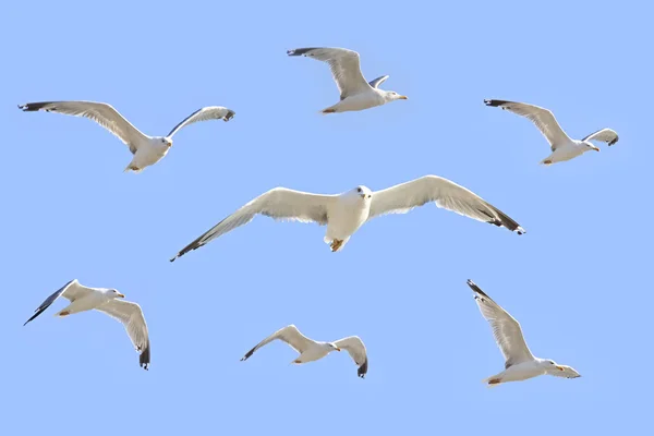 Sea gull flying in the blue sky. — Stock Photo, Image