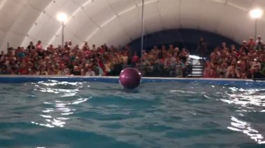 Yunuslar, seyirci için topu atmak. dolphinarium temsilciliği.
