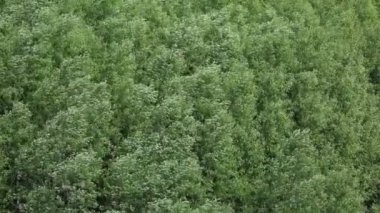 ağaçları kuvvetli rüzgar sallıyor.