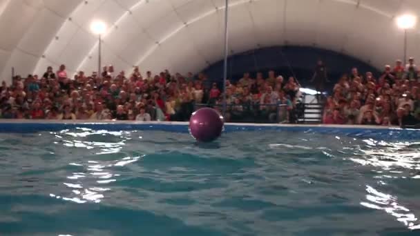 Dolfijnen gooien de bal naar het publiek. vertegenwoordiging in het Dolfinarium. — Stockvideo