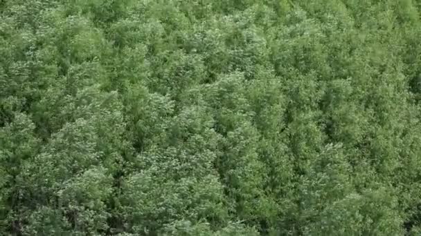 Un vent fort secoue les arbres .