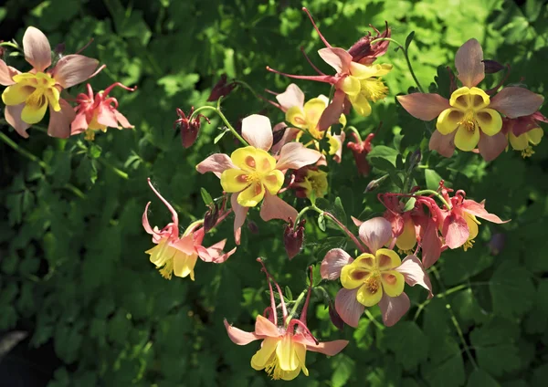 アキレギア。庭の美しい花. — ストック写真
