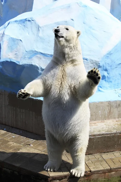 뒷발로서 있는 북극곰. — 스톡 사진