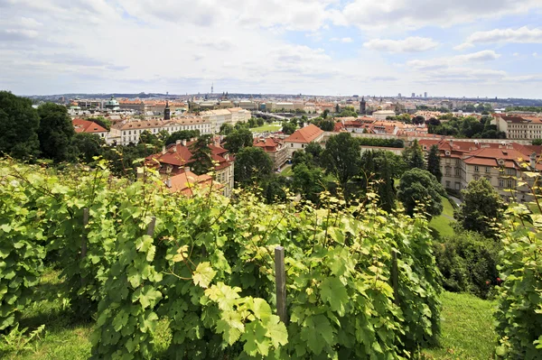 Vine on the hills in the center of Prague. — Stock Photo, Image