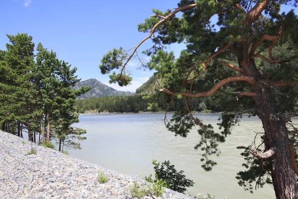 Bellissimo paesaggio del fiume di montagna Katun. Altai. Russia . — Foto Stock