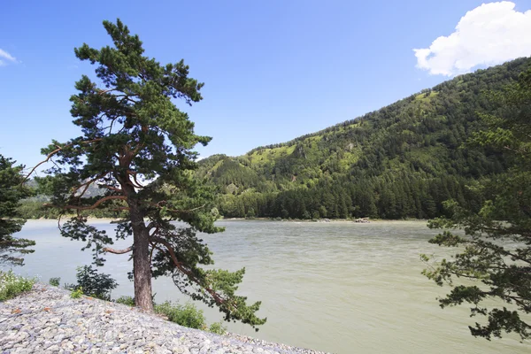 Hermoso paisaje del río de montaña Katun. Altai. Rusia . —  Fotos de Stock