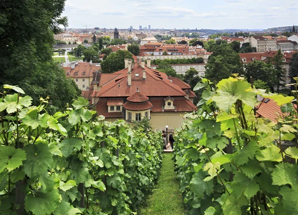 Vine on the hills in the center of Prague. — Stock Photo, Image