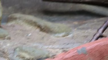 Genç makak eğlenceli Hayvanat Bahçesi.