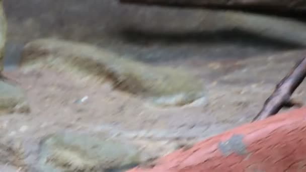 Jeune amusement macaque dans le zoo . — Video