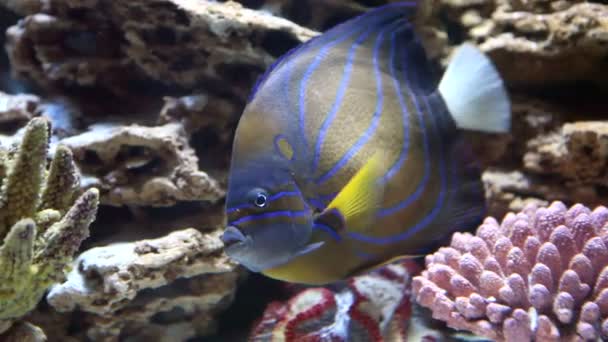 Schöne Fische im Meerwasseraquarium — Stockvideo