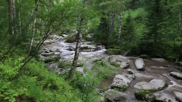 在阿尔泰边疆区的 belokurikha 山区河流的全景。俄罗斯. — 图库视频影像