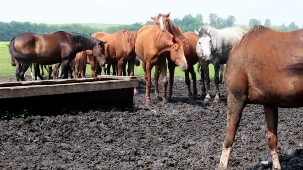 Paarden knikken hun hoofd in unison (behoed vervelende insecten). — Stockvideo