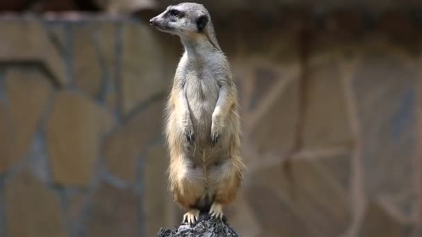 Mirando suricata hace guardia (custodiando a la familia ). — Vídeo de stock