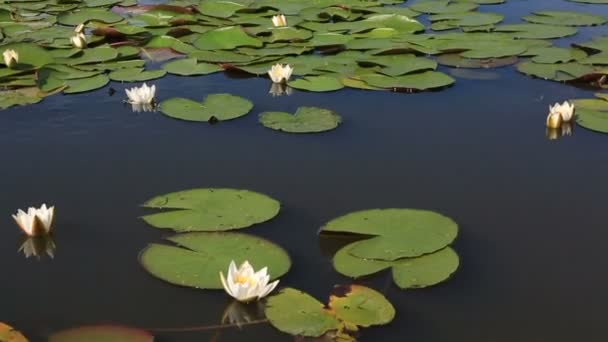 Beautiful water lily on the lake Manzherok. Altai Krai. Russia. — Stock Video