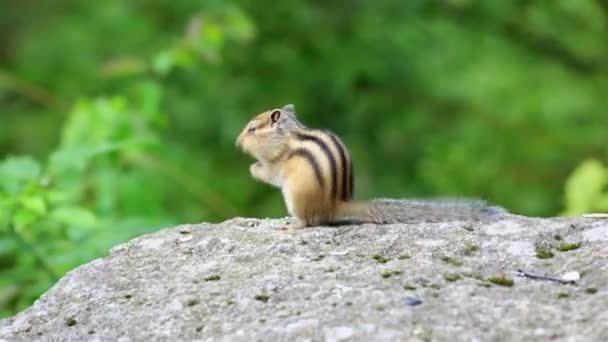 Chipmunk zaden eten op de rots. — Stockvideo