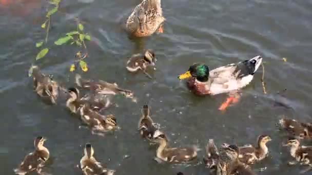 Kachna s ducklings koupání v rybníku a chytit drobky chleba. — Stock video