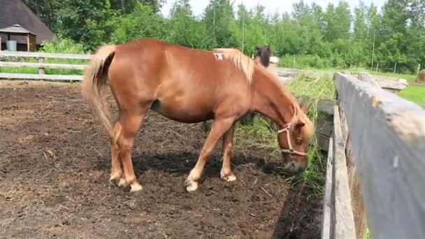 Altai-Pferderasse in der Voliere. — Stockvideo