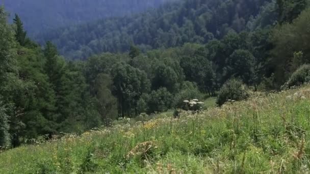 Panorama delle montagne Altai dalla cima del Monte Tserkovka a Belokurikha. Russia . — Video Stock