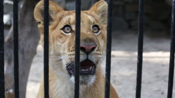 在动物园里的狮虎羔. — 图库视频影像