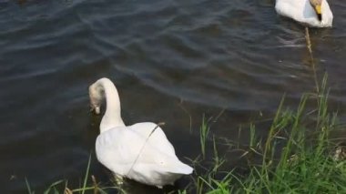 Beyaz Kuğu gölde balık yiyor.