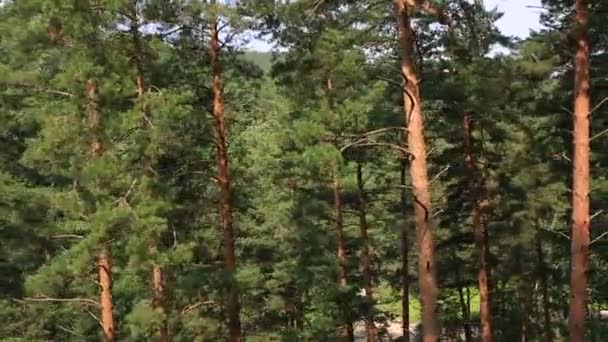 Beautiful vegetation on the hillside of Mount Tserkovka in Belokurikha. Altai Krai. Russia. — Stock Video