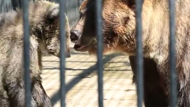 Brown urso filhote brincando com sua mãe . — Vídeo de Stock
