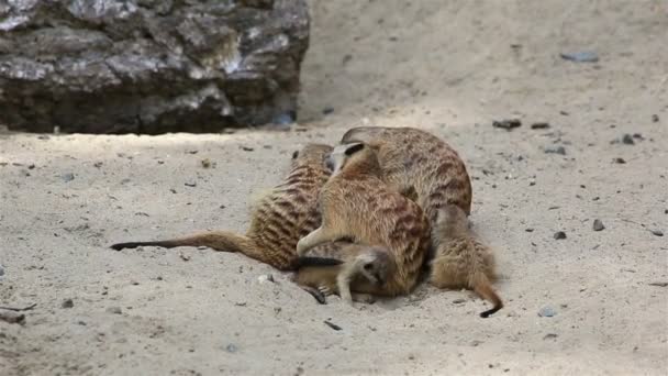 Grappig familie van stokstaartjes met cubs. — Stockvideo