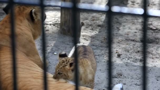 狮虎兽与她的幼崽. — 图库视频影像