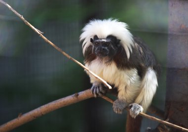 Pamuk-top pembe maymun (saguinus oedipus).