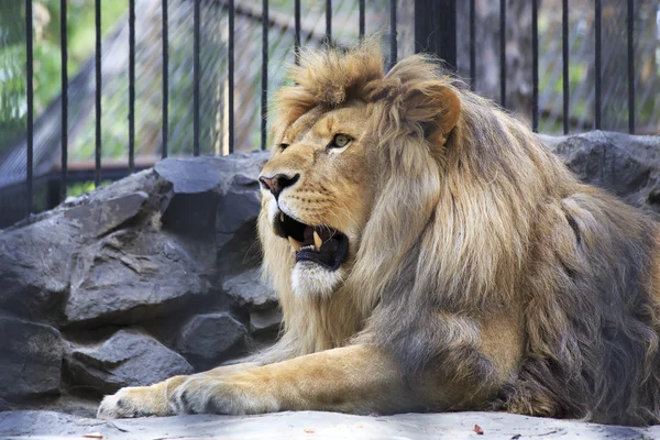 Beautiful lion with open mouth in the aviary. — Stock Photo, Image