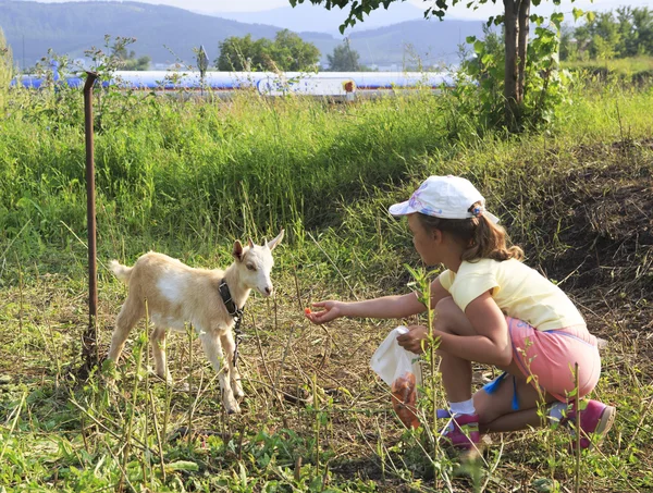 Little girl feeding a kid. — Stock Photo, Image