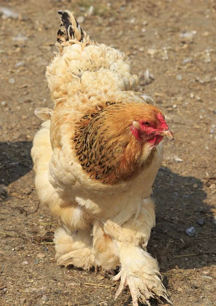 Cochin (Huhn)). — Stockfoto