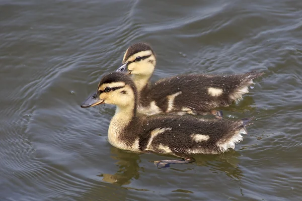 Funny little ducklings swim in the pond. — Stock Photo, Image