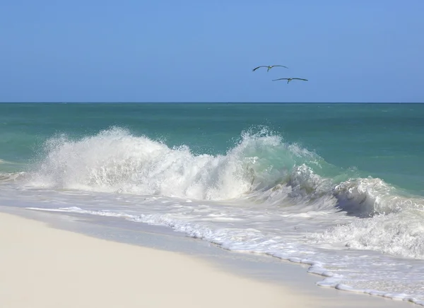 Paar Pelikanen op de Caribische kust Golf. Cuba. — Stok fotoğraf