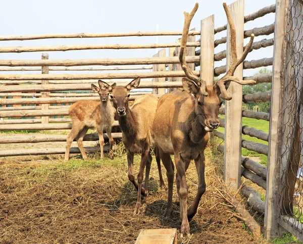 Família Siberian veado no recinto. Altai. Rússia . — Fotografia de Stock