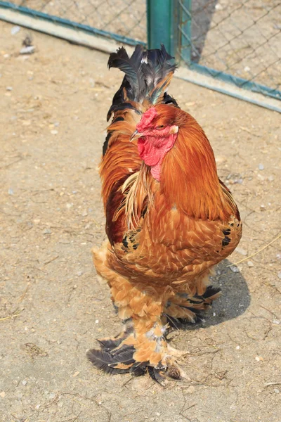 Brahma (csirke) — Stock Fotó