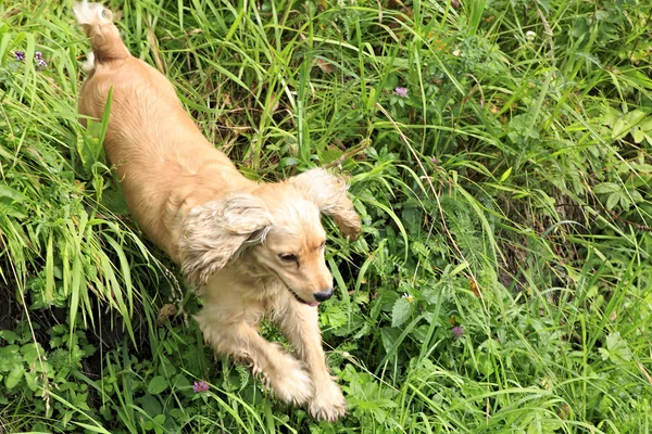 美丽的英国可卡犬跳绿草. — 图库照片