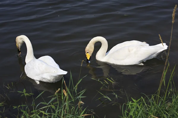 Un par de cisnes blancos comen pescado en el estanque . — Foto de Stock